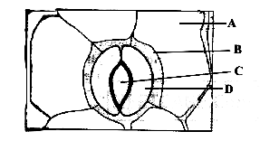 AIPMT 2010 Mains Biology - Transport in Plants Question 15 English