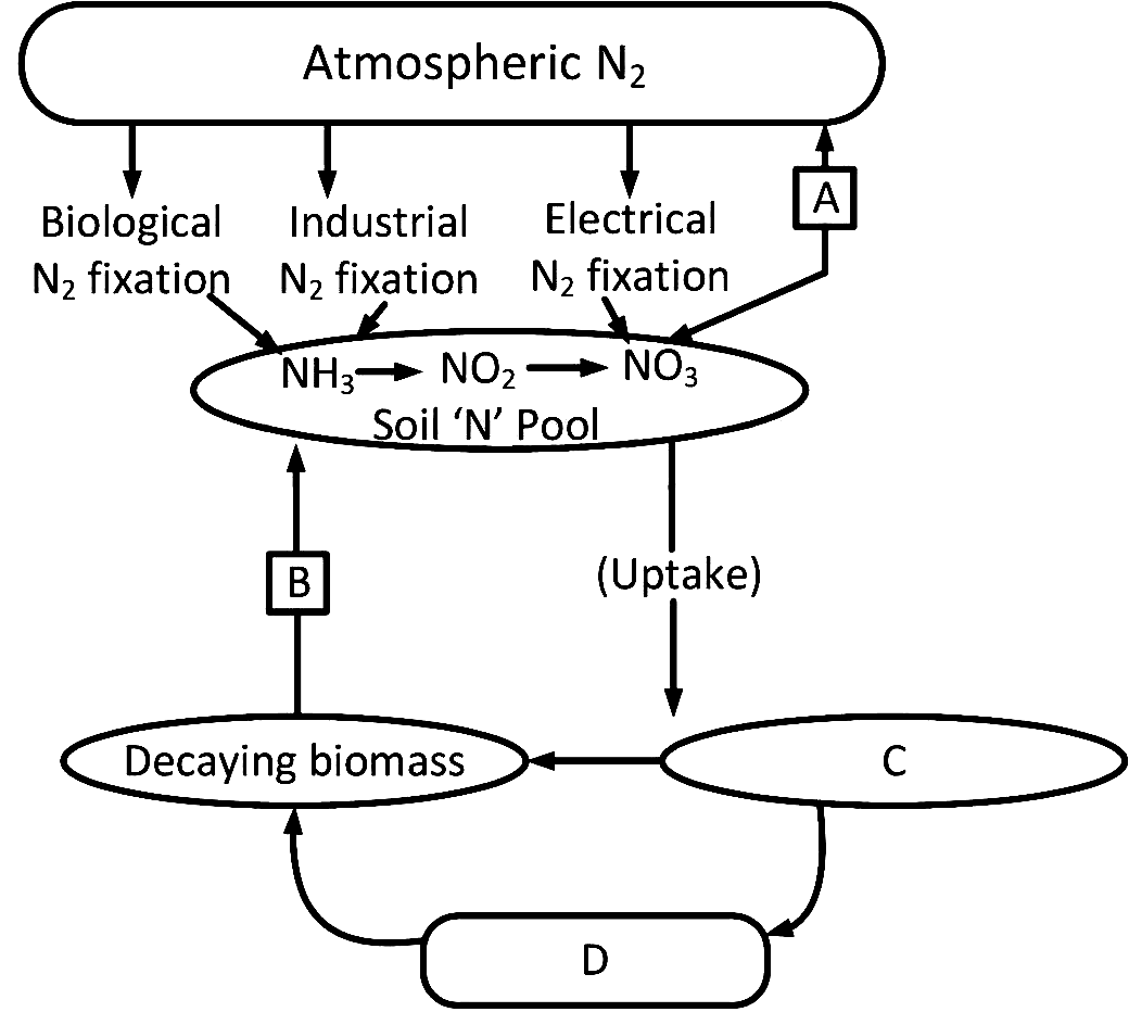 AIPMT 2010 Mains Biology - Mineral Nutrition Question 27 English