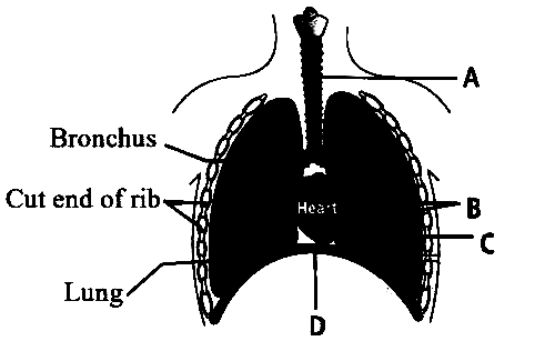 NEET 2013 Biology - Breathing and Exchange of Gases Question 28 English