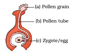 NCERT Exemplar Solutions Class 7 Science Chapter 12-sol-4