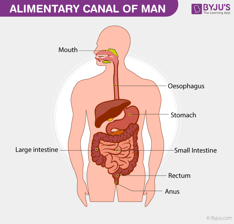 alimentary canal of man