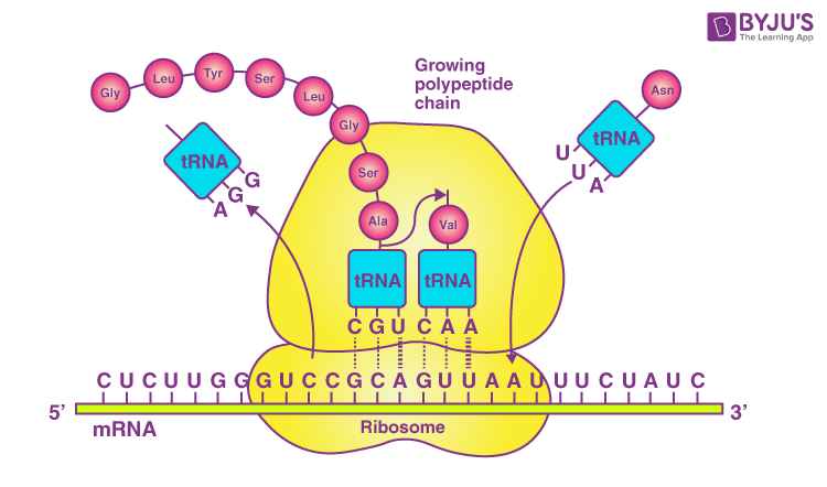 NCERT solutions class 12 biology Chapter 6 - 4