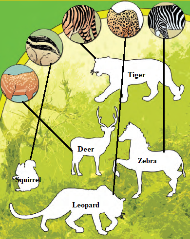 NCERT solutions class 4 EVS chapter 2-Ear to ear-4