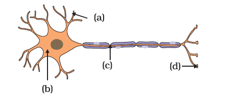 parts of neuron