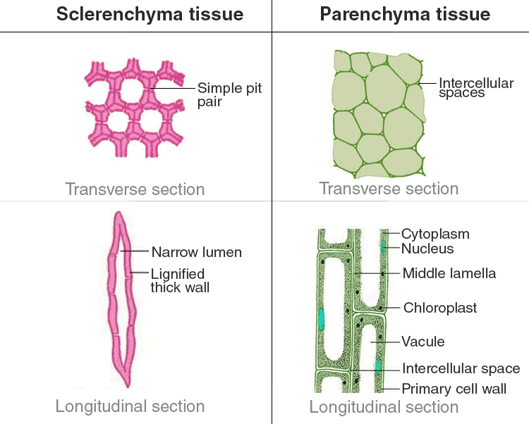 sclerenchyma and parenchyma tissue