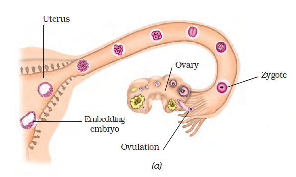 NCERT Exemplar Class 8 Science chapter 9 Solutions fig 7