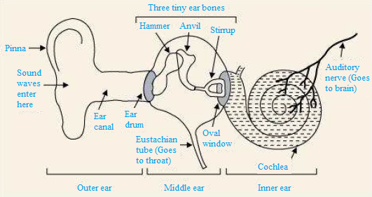 NCERT Solution for Class 9 Science Chapter 12 Image 5