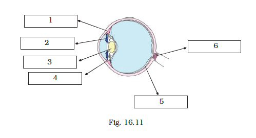 NCERT Exemplar Class 8 Science chapter 16 Solutions fig 16