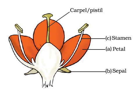 NCERT Exemplar Solutions Class 7 Science Chapter 12-sol-9