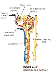urine formation in kidneys