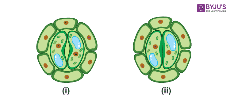 NCERT Exemplar Solutions of Class 11 Biology Chapter 11 Transport in plants-4