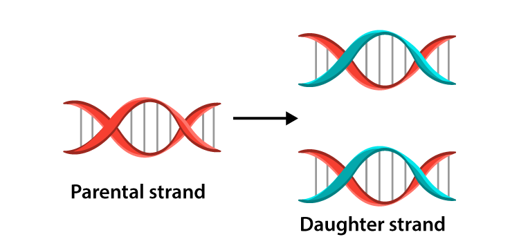 NCERT solutions class 12 biology Chapter 6 - 1