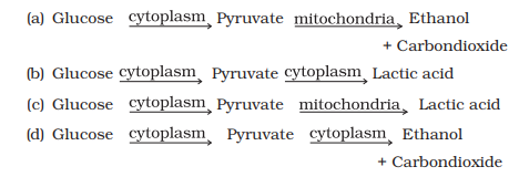 correct sequence of anaerobic reactions