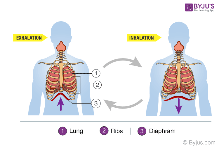 NCERT Exemplar Solution of Class 11 Biology Chapter 17 Breathing and Exchange of Gases-2
