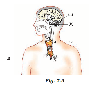 endocrine glands