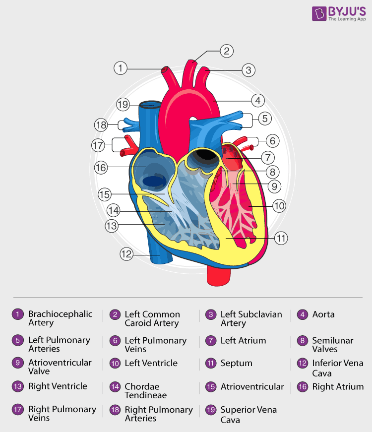 flow of blood through heart
