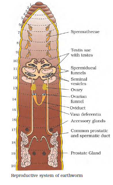 Earthworm reproductive system