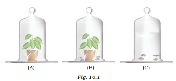 NCERT Exemplar Solutions Class 7 Science Chapter 10-sol-2
