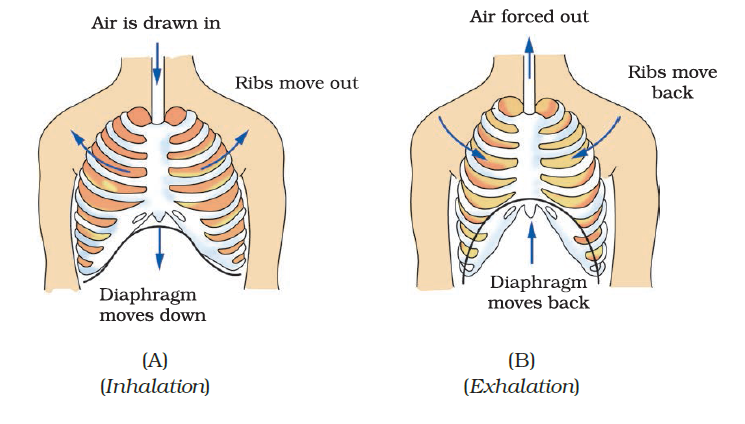 NCERT Exemplar Solutions Class 7 Science Chapter 10-sol-4