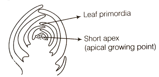 seo images