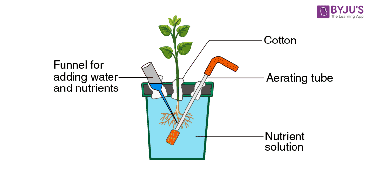 NCERT Exemplar Solutions of Class 11 Biology Chapter 12 Mineral Nutrition-2