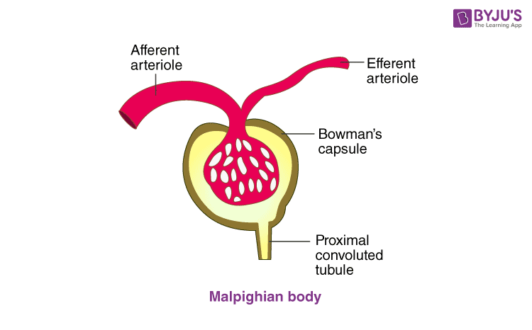 NCERT Exemplar Solution of Class 11 Biology Chapter 19 Excretory Products and their Elimination-1