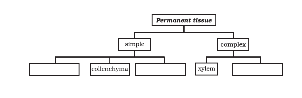 NCERT Solution for Class 9 Science Chapter 6 Question No 15