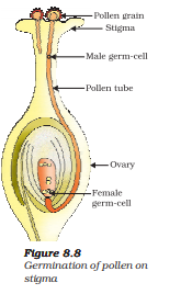 germination of pollen on stigma