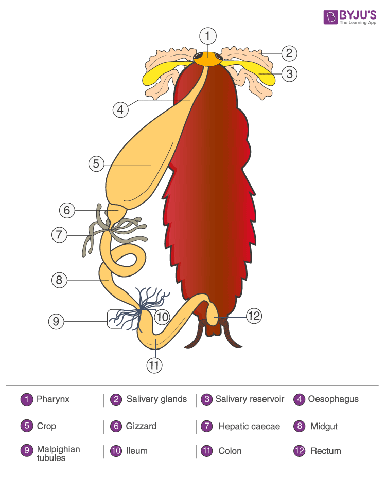 NCERT Exemplar Solutions of Class 11 Biology Chapter 7 Structural Organisation in Animals-1