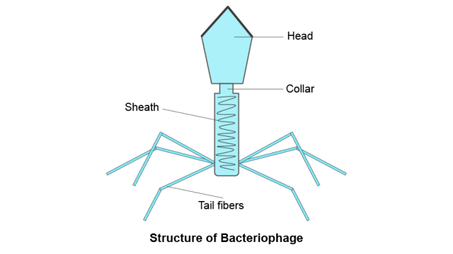 seo images