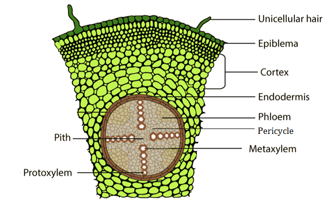 NCERT solutions Biology chapter 6 - image 3