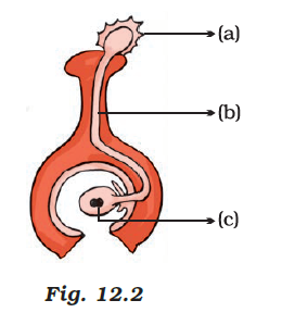 NCERT Exemplar Solutions Class 7 Science Chapter 12-sol-2