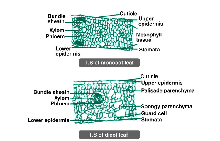 NCERT Exemplar Solutions of Class 11 Biology Chapter 6 Anatomy of Flowering Plants-2