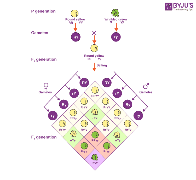 Punnett Square