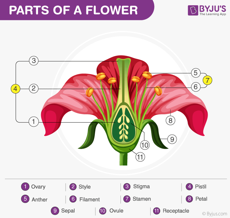 NCERT Solution for Class 10 Science Chapter 8 - image 1