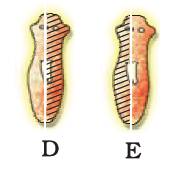 planaria