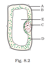 NCERT Exemplar Class 8 Science chapter 8 Solutions fig 2