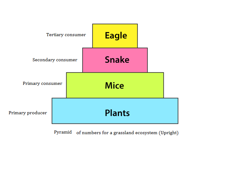 NCERT solutions class 12 Biology chapter 14 - 1