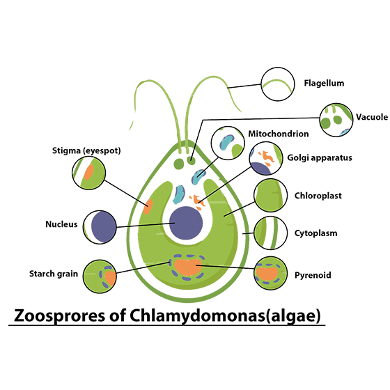 seo images