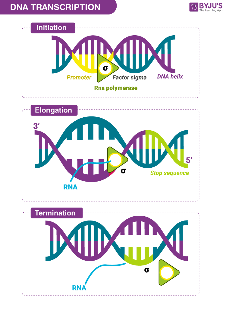 NCERT solutions class 12 biology Chapter 6 - 3