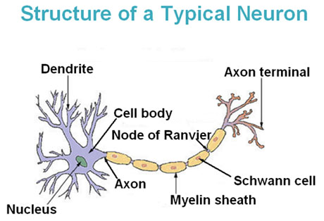 NCERT Solution for Class 10 Science Chapter 7 - image 2