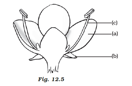 NCERT Exemplar Solutions Class 7 Science Chapter 12-sol-8