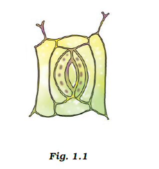 NCERT Exemplar Solutions Class 7 Science Chapter 1-sol-1