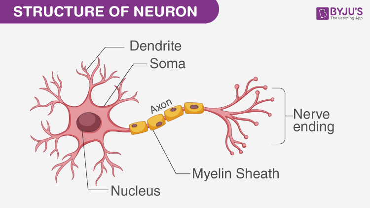 structure of neuron