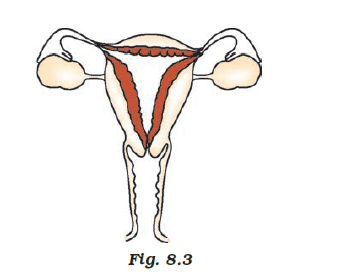 vaginal passage