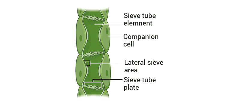 elements of phloem