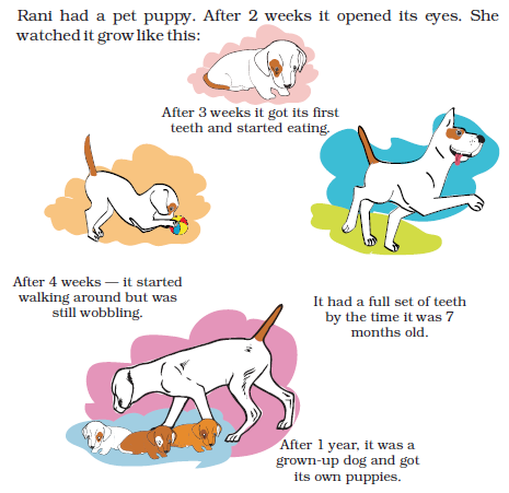 NCERT Solutions Mathematics Class 4 Chapter 4 - 11