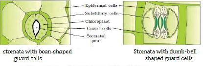 NCERT solutions Biology chapter 6 - image 8