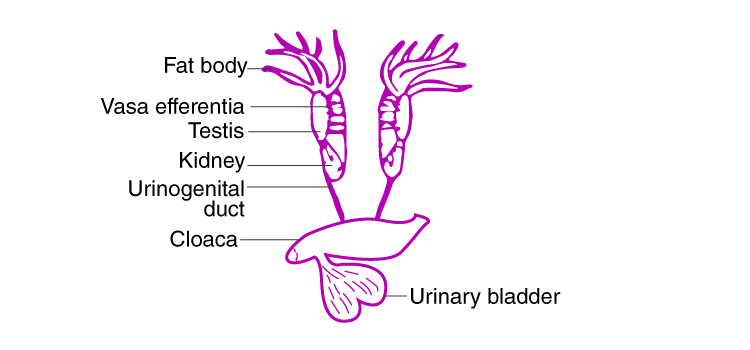 NCERT Exemplar Solutions of Class 11 Biology Chapter 7 Structural Organisation in Animals-2