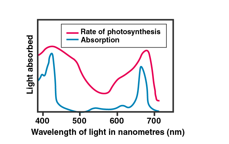 NCERT Exemplar Solution of Class 11 Biology Chapter 13 Photosynthesis in Higher Plants-5